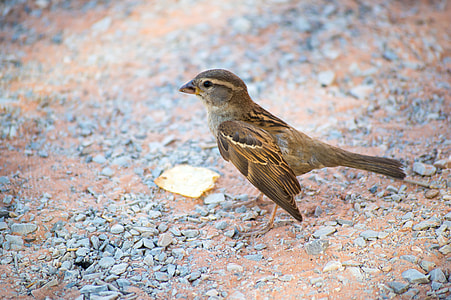 brown sparrow standing on rocky ground thumbnail