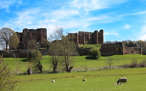 sheep eating grass near building during daytime thumbnail