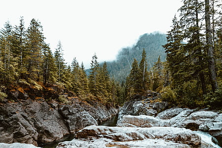 Northern Forest Photo thumbnail