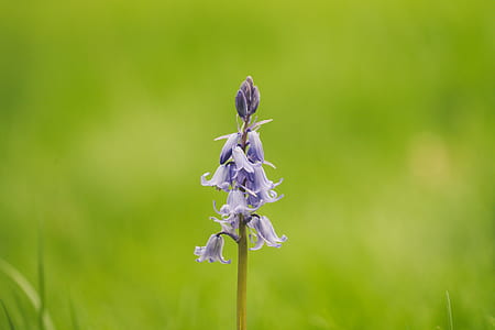 purple flower thumbnail