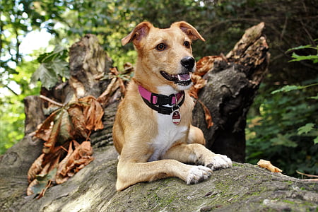 short-coated tan and white dog lying on tree thumbnail