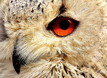 beige and gray owl thumbnail