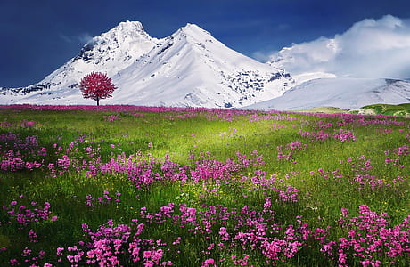 pink flower field with single tree and background of snow-capped mountain thumbnail