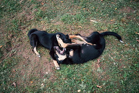 Dogs playing thumbnail