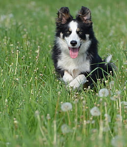 adult black and white border collie lying on grass field thumbnail
