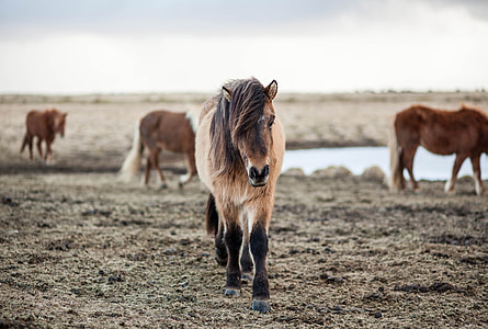 brown and black foal at brown field during daytime thumbnail