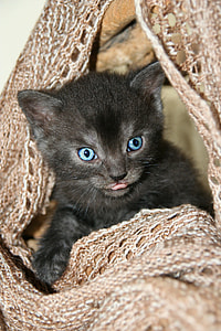 black short coated kitten on brown textile thumbnail