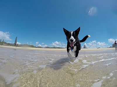 photo of black and white short-coat puppy walking on seashore during daytime thumbnail