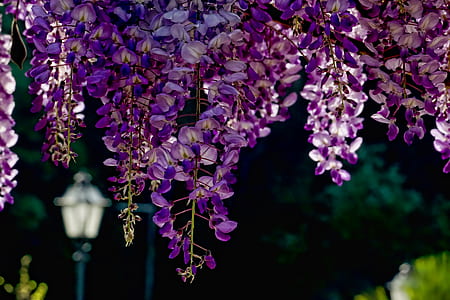 selective focus photography of purple flower thumbnail