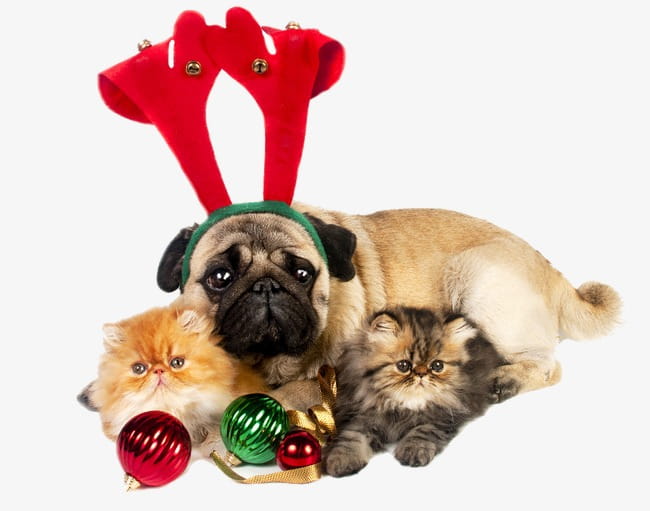 Christmas animals PNG clipart