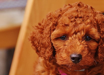 selective focus photography of apricot poodle puppy thumbnail
