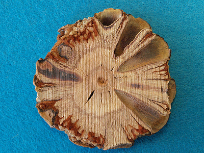 Banksia Grandis Disc, Bull Banksie thumbnail