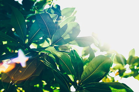 sun streaming through green leaf plants thumbnail