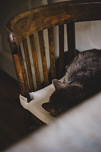 low light photography of cat sleeping on chair thumbnail