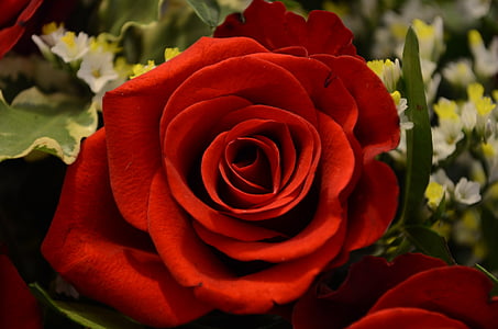 closeup photo of red Rosa rose thumbnail