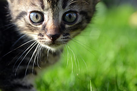 shallow photography of a brown Tabby kitten thumbnail