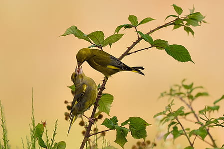 two green finches perched on branch thumbnail