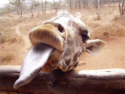giraffe showing tongue thumbnail