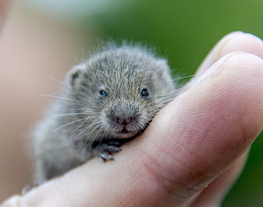 shallow focus photography of four legged animal thumbnail