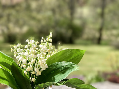 closeup photo of white petaled flowers thumbnail