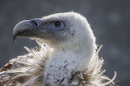 white vulture thumbnail