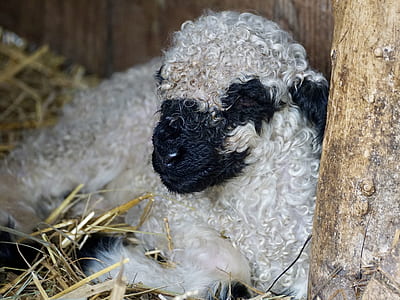 white sheep lying on brown hay thumbnail