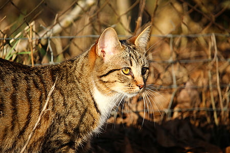 brown tabby cat thumbnail