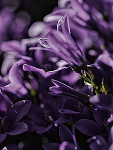 shallow focus photography of purple flowers thumbnail