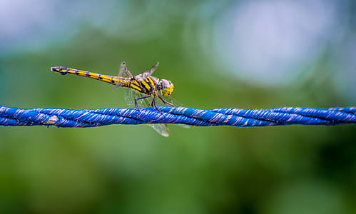 Macro Photography of a Dragonfly thumbnail