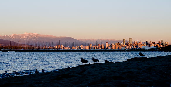 birds on shore facing water thumbnail