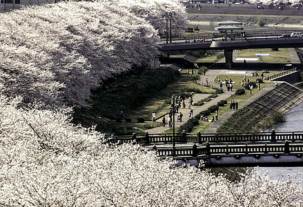 Bloom of the Sakura in Japan thumbnail
