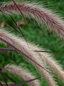 Lamp Cleaning Er Grass, Grass thumbnail