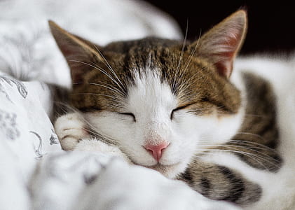short-fur white and brown cat sleeping on white and gray floral textile thumbnail
