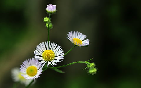 selective focus photo of white and yellow petaled flowers thumbnail