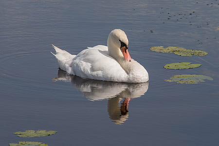white goose on body of water during daytime thumbnail