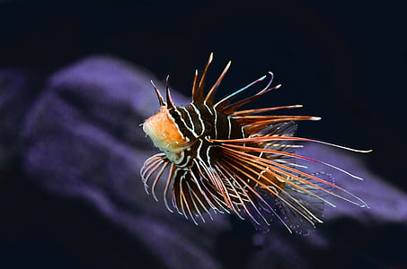 brown and black fish on underground water thumbnail