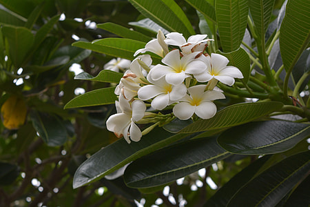 Frangipani, Plumeria White thumbnail