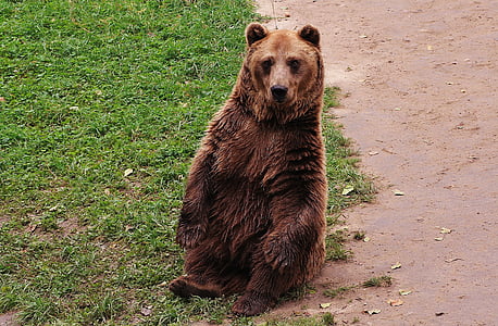 brown Grizzly bear on green grass thumbnail