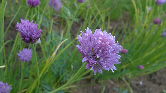 Purple Flower, Wild Garlic Flowers thumbnail