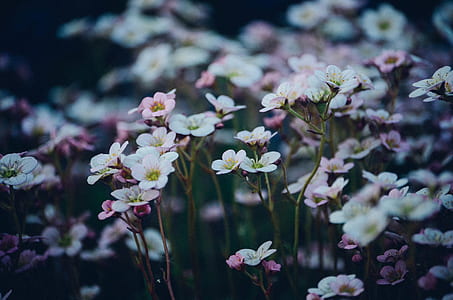 selective focus photography of white and pink flowers thumbnail