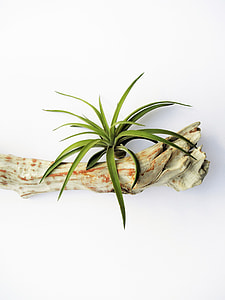 green leaf plant on white and brown tree branch thumbnail