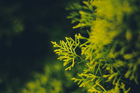 shallow focus photography of green leaf thumbnail