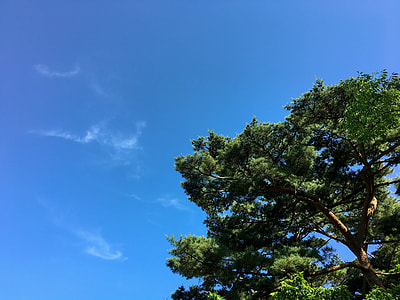 forest trees under the deep blue sky thumbnail