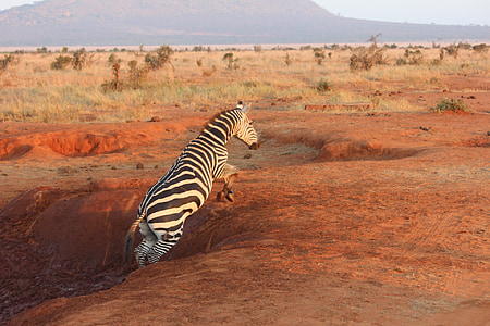 zebra jumping from hole at daytime thumbnail
