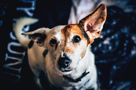 photo of white and brown short-coated dog thumbnail
