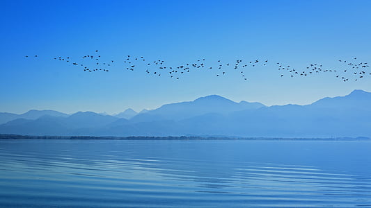 silhouette of flock of birds flying over calm body of water during daytime thumbnail