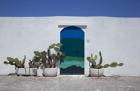three green potted plants beside white wall thumbnail