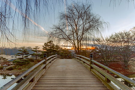 brown wooden bridge leading to withered trees thumbnail