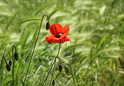 selective focus photography of red poppy flower thumbnail