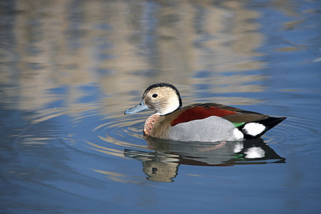 Mallard duck in pond during sunrise thumbnail